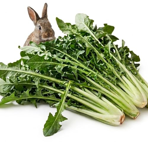 Frischekiste Löwenzahn 1,5 kg grünhopper Frischfutter