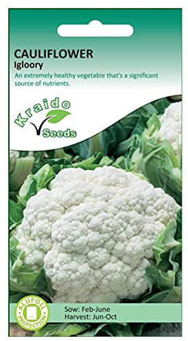 Cauliflower Seeds Igloory Brassica Oleracea 250 Seeds Grow Your Own Vegetable Indoors in a Greenhouse or Outdoors in a Garden or in Large Pots and Containers