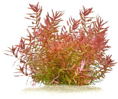 Rotala Macrandra “Mini Butterfly” - *TOP-RARITÄT* x1 Bund - Wasserpflanzen für Aquarien