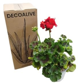 DECOALIVE Geranio Rojo – Planta Viva con Flores Intensas – Perfecta para Macetas y Jardines