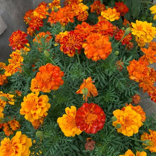 ringelblumensamen bio, exotische winterhart balkon deko bodendecker stauden 550pcs