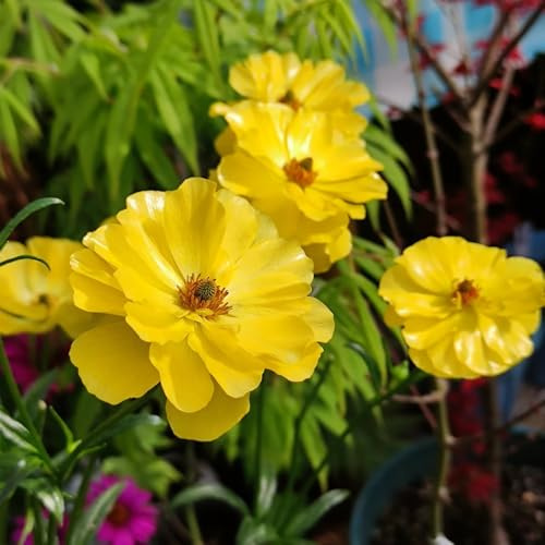 15zwiebeln ranunkeln ranunculus blühwiese mehrjährig herbstpflanzen winterhart blühend deko frühlingsblüher seltene