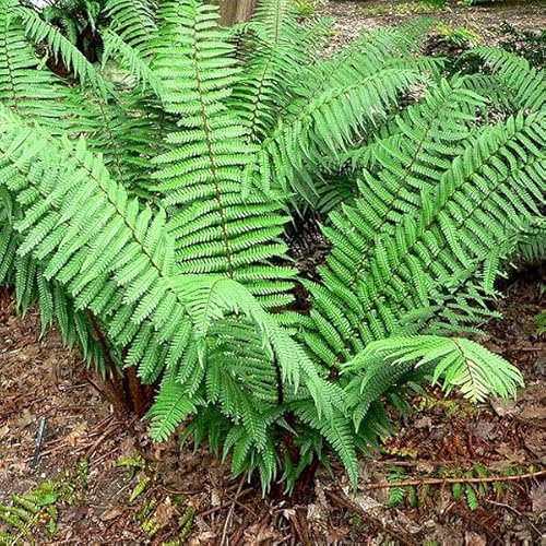 6x Wallichs Wurmfarn - Dryopteris wallichiana - Topf 9x9cm - Eleganter Schattenfarn