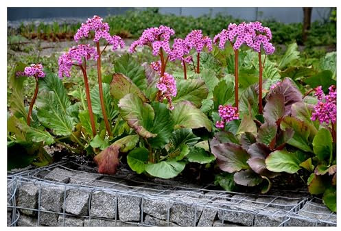 Stauden Gänge 3 x Bergenia cordifolia 'Winterglut' (Winterhart/Stauden/Staude/Mehrjährig/Immergrün/Bodendecker) Bergenie - Leuchtende Blüten und feuriges Laub im Winter - Bienenfreundlich