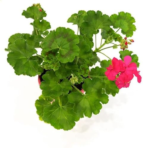 Geranio Natural Planta Primaveral con Flores Ideal para Balcones y Terrazas