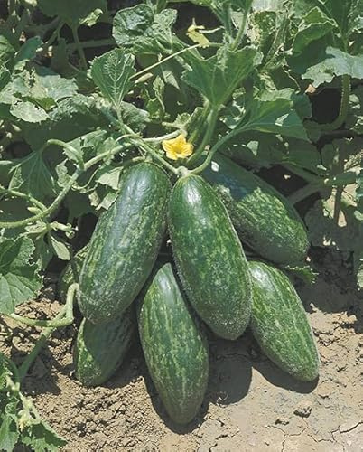 CAROSELLO SPUREDDA LECCESE NR.50 SEMI