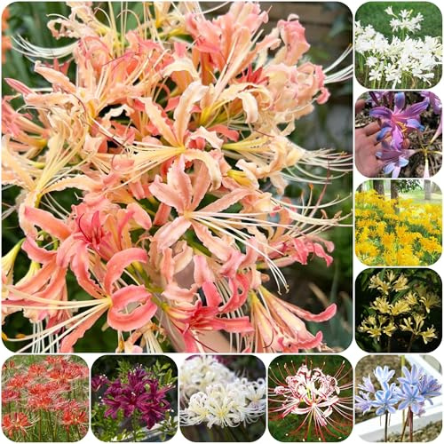 Giglio ragno - lycoris radiata - di sangue Coltivare da giardino sul da, decorative in vaso mini decorazione giardino rizoma appartamento 8bulbi