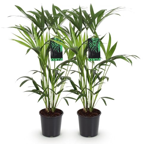 Howea Forsteriana – Kentia-palmer – 2 växter – 80–85 cm – 19 cm – lättskötta inomhuspalmer med eleganta slingor – Tropiska, luftrenande gröna växter för moderna interiörer
