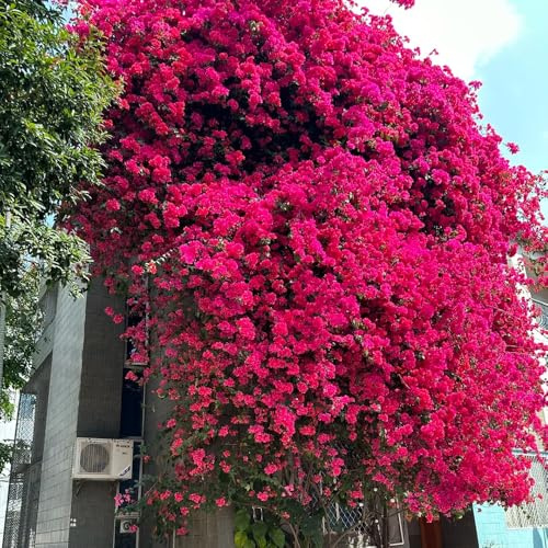 Bougainvillea - exotische sträucher bio zimmerbonsai 900samen