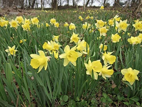 Wild Daffodil 25 Bulbs Buttercup Lent Lily Narcissus Pseudonarcissus