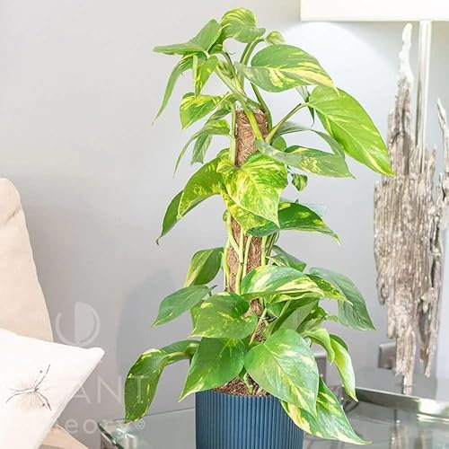 Plant Theory 50cm Devil’s Ivy Pothos Scindapsus Pothos Epipremnum Aureum Trailing Indoor Plant 15cm Pot