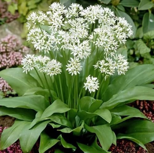 1 Pack of 80 SEEEDS Ramsons Wild Garlic Allium ursinum