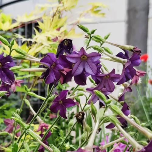semi di tabacco biologici - rampicanti vecchie varietà ornamentale resistenti giardino primaverili 400pcs
