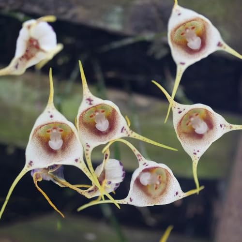 semi di orchidea scimmia, dracula simia, luoghi soleggiati, orchidea faccia di scimmia di orchidea decorazione da giardino per esterni, 35pcs