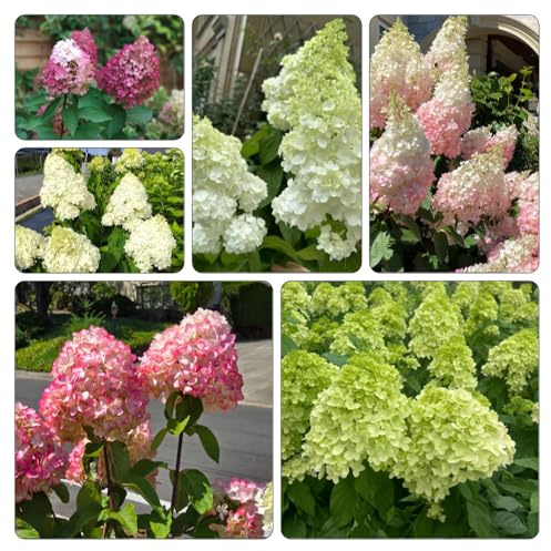 semi di ortensia paniculata - giardino roccioso per esterni 120pcs
