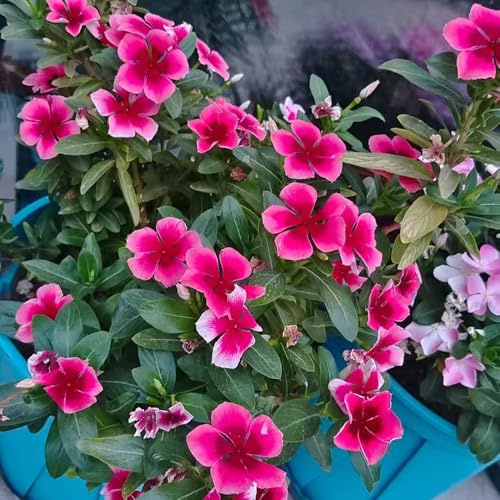 immergrüne bodendecker - Catharanthus roseus - balkon deko mehrjährig winterhart 150samen