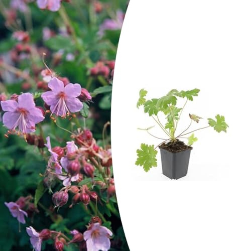 Geranium macr. 'Ingwersen's Var.' | 48 stycken - 10-25cm - Ø9cm - Trädgårdsväxt