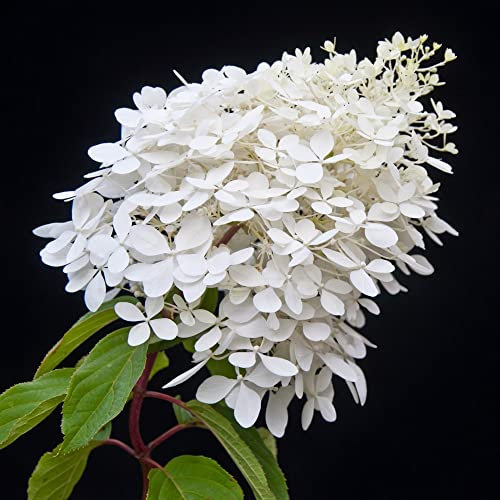 Hydrangea paniculata Plant 'Phantom' Deciduous Hardy Shrub White-Pink Blooms Easy to Grow Flowers for Late Season Colour 3.6-Litre Potted Plant by Thompson and Morgan