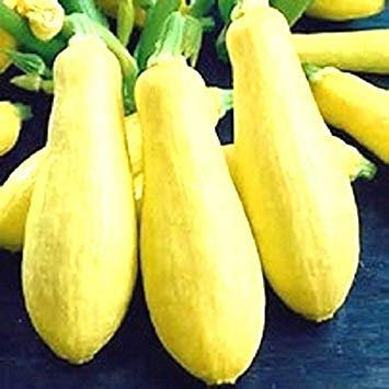 Potseed Germinazione I Semi: 100 Semi: All'inizio prolifico Straightneck Squash Semi (Kombi-Kürbis) 25, 50, 100, 500 Semi
