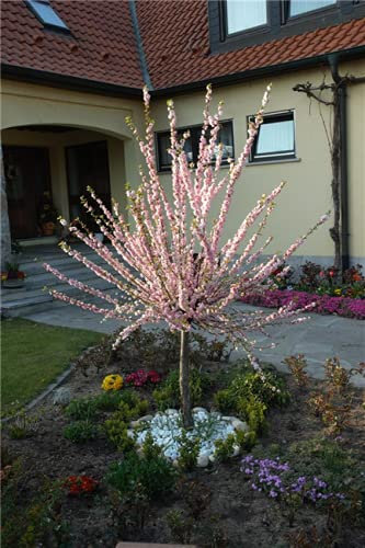Prunus triloba Hochstamm 60–80 cm – Winterhart, Mehrjährig, Pflegeleicht – Mandelbäumchen – Ziergehölz für Garten & Kübel