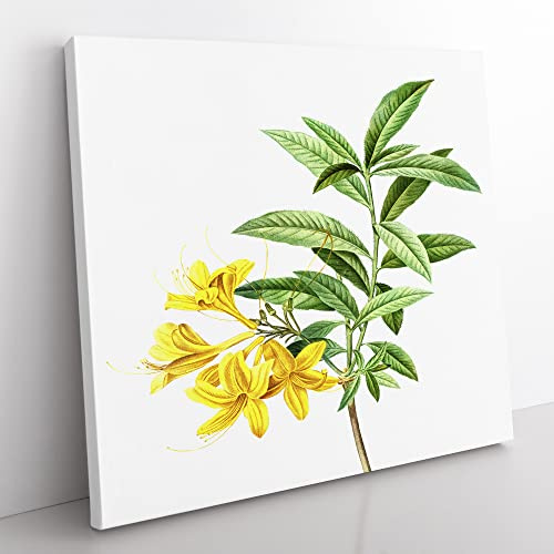 Yellow Azalea Flowers by Pierre Joseph Redoute Vintage Canvas Wall Art Print Ready to Hang, Framed Picture for Living Room Bedroom Home Office Décor, 35x35 cm (14x14 Inch)