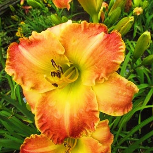 Taglilienzwiebeln-Winterhart MehrjäHrig,Hemerocallis Knollen,Taglilien Pflanzen,Taglilien Zwiebeln Winterhart MehrjäHrig,Winterharte Stauden-8zwiebeln-e