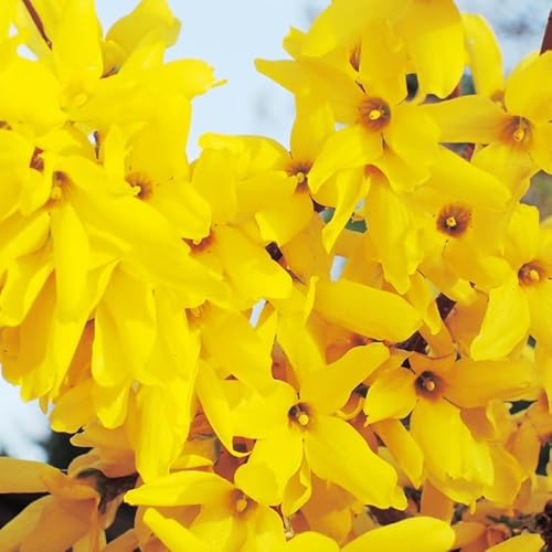 Forsythia Lynwood 3l - Plante En Pot - Hauteur 60/80 cm