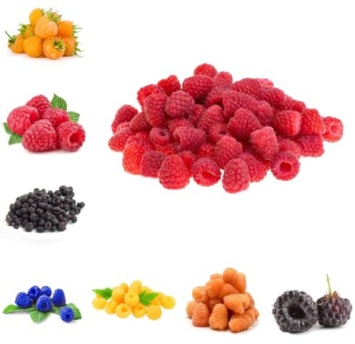 Himbeeren - obstbäume kaufen zwergobstbäume winterhart geschenke für exotische säulenobst seltene balkongewächshäuser steingartenpflanzen obstgarten balkonpflanzen 120Samen