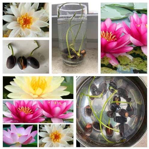 Supereinfach anzuziehen Lotus nelumbo nucifera 10 für Sie bereits angekerbte Samen Farbmix! Nur noch ins Wasser geben! Ganz frisch Ernte Oktober/2025 für die Wohnung und draußen Schnellkeimer