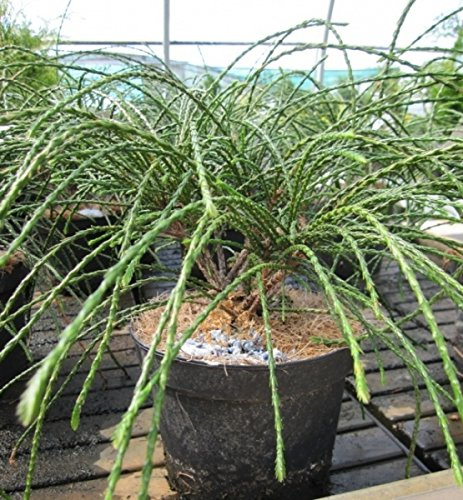 Thuja plicata Whipcord - Faden-Lebensbaum Größe 20-30cm
