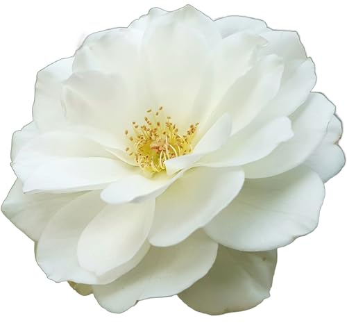 Climbing Rose Plants, 'Iceberg', 2 x Full Plants in 5 Litre Pots, Rose Bushes for Garden Ready to Plant, Roses for Outdoor, Premium Quality Climbing Roses