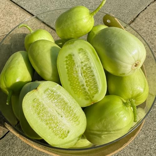 gurken - gurkensamen - gurke gewächshaus balkon, salatgurke, cucumis sativus, bio wintergemüse 100pcs