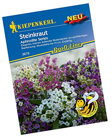 Kiepenkerl 3679 Steinkraut Aphrodite Series, eleganter intensiv duftender Bodendecker zur großflächigen Bepflanzung, Wuchshöhe bis 10 cm