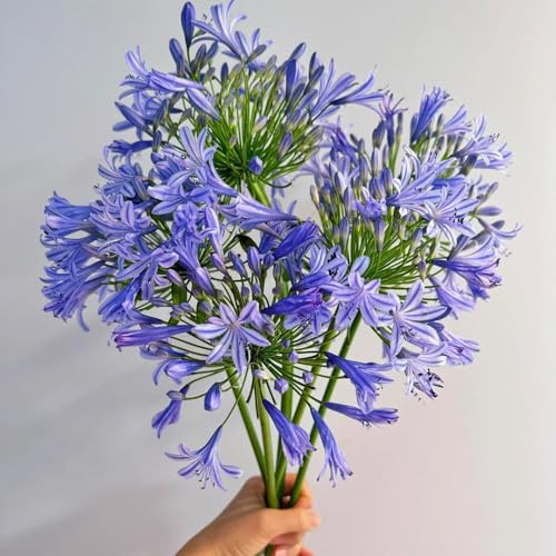 semi di giglio ornamentale, autunnali resistenti Agapanthus africanus, da balcone perenni resistenti rare di decorazione del soggiorno 400pcs