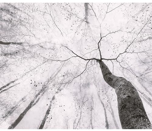 decomonkey Fototapete Baum 350x256 cm Tapete Fototapeten Vlies Tapeten Vliestapete Wandtapete Moderne Wand Wandbild Schlafzimmer Wohnzimmer Baumkronen Große Wald Himmel Natur Schwarz Grau