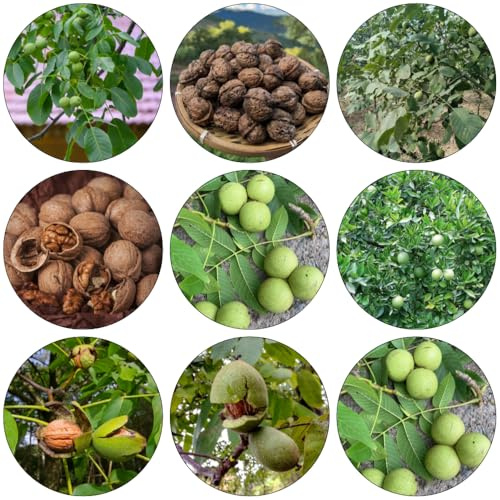 walnussbaum walnusskerne - grünpflanzen zimmerpflanzen nuts bonsai topf kletterpflanze kräuterpflanzen nüsse kräutersamen pflanzensamen pflanztöpfe winterharte stauden balkongarten 9samen