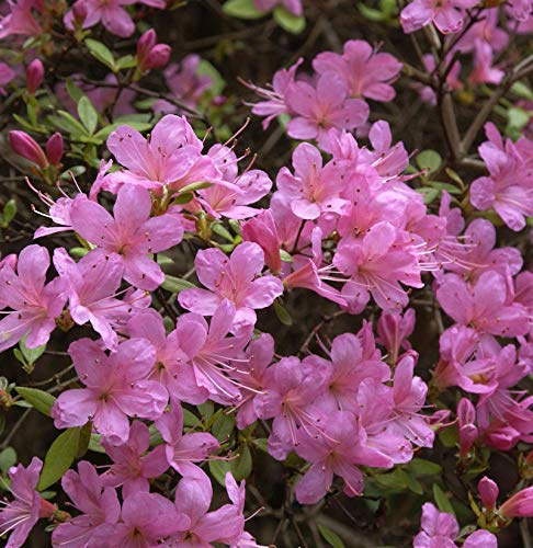 Japanische Azalee Hinomayo 20-25cm - Rhododendron obtusum - lebende Gartenpflanze aus den Baumschulen
