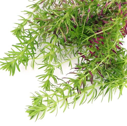 K2AQUA Pogostemon Erectus Tropical Aquarium Plant Vertical Growth Natural Filtration Aquascaping Decor