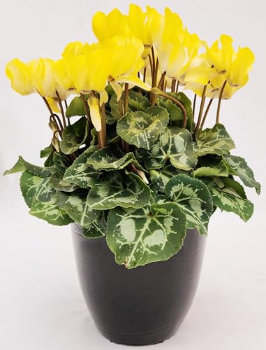 POWERS TO FLOWERS - CICLAMINO COLOR LIFE GIALLO, IN VASO CERAMICA NERO, VASO 15CM DIAMETRO, piante vere