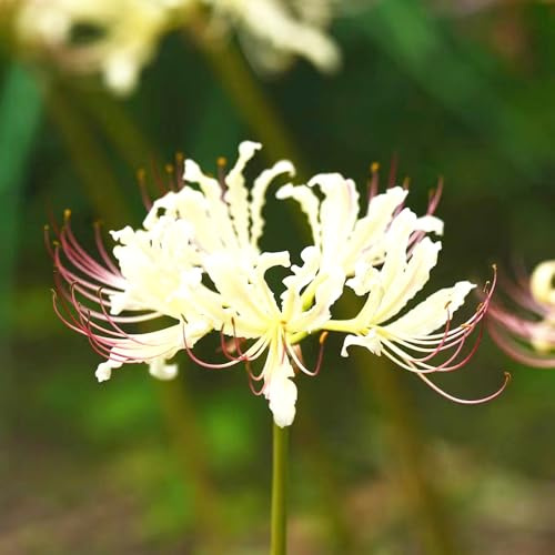 bulbi giglio ragno - Lycoris Radiata decorazione ufficio primavera decorazione giardino interni esotici giardino 10pcs