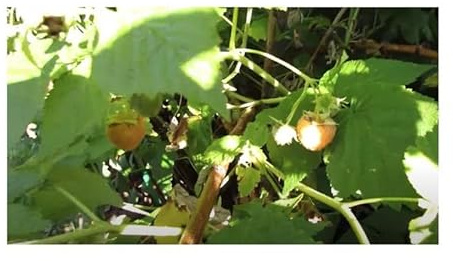 Pcs - 20x Raspberry Jaune Vert Framboises Auto Féconde Fruits Plantes - Graines B157 - Seeds & Plants Shop by Ipsa