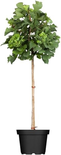 Ginkgo biloba 'Mariken' 60 cm Stammhöhe – Winterhart, Mehrjährig, Pflegeleicht – Zwerg-Ginkgo – Kübelpflanze für Terrasse & Balkon