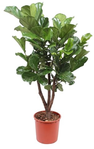 Piante di tendenza - Ficus Lyrata ramificato - Pianta del tabacco - Pianta d'appartamento - Altezza 170-190 cm - Dimensioni del vaso Ø30 cm