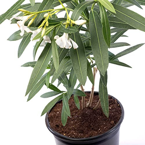 Adelfa Natural Planta con Inflorescencias Blancas