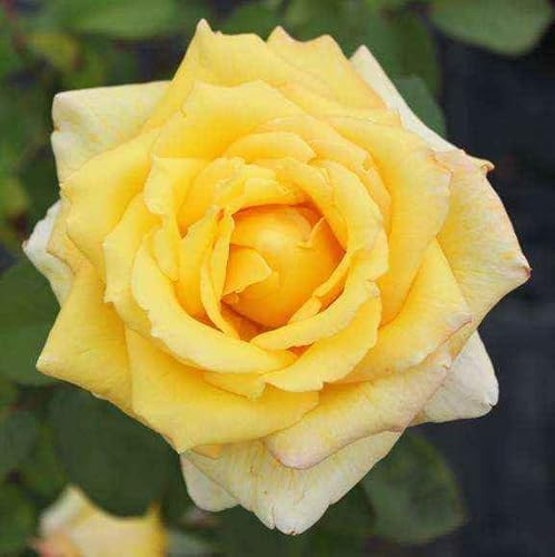 Nicolas Hulot®, rosa viva di Rose Barni®, rosa in vaso rifiorente,profumata a dai fiori grandi di colore giallo brillante, cod. 71208