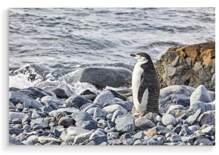 artboxONE Holzbild 60x40 cm Tiere Zügelpinguine am Strand von Künstler Die Welt Tanzt Farben
