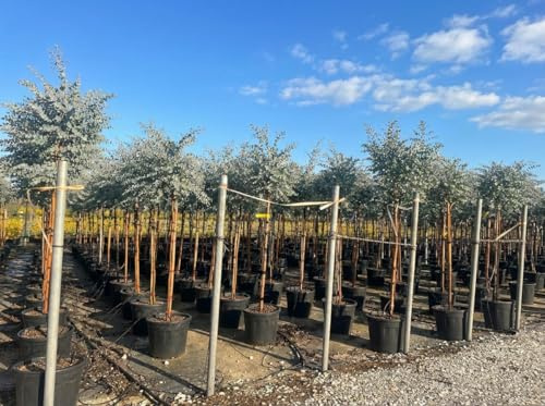 Sunny Tree - Eucalyptus gunnii 'Azura' auf Stamm - Winterhart - 150 cm
