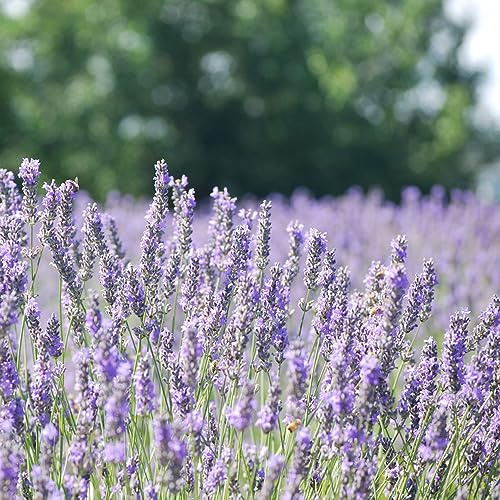 semi di lavanda, in vaso balcone raro giardino 1000pcs