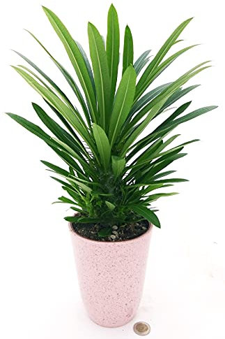 POWERS TO FLOWERS - PACHYPODIUM LAMEREI, PALMA DEL MADAGASCAR, IN VASO CERAMICA ROSA ANTICO, vaso 13cm altezza 25/30cm, pianta vera