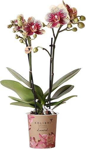 Orquídea Alevilla Planta de Interior Natural Fácil de Mantener para Principiantes
